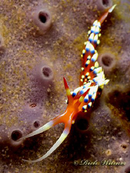 Caloria Indica in Anilao. G9/DS160/Inon UCL 165. by Richard Witmer 